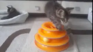 Кошечка мейн кун 2,5 месяца/Cat Maine Coon 2.5 months