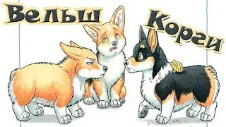 What You Need to Know About CORGIs/Part 2