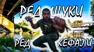 ЕДНА СЛЕД ДРУГА - РЕД ЩУКИ - РЕД КЕФАЛИ !