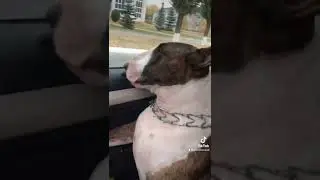 Зевс