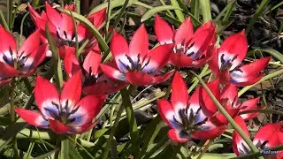 Botanical garden. May (2021)