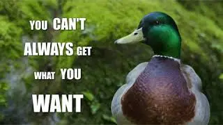 Quack Advice with Yogi Duck: Volume 9