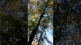 Дятла трудно отыскать,  но он там есть
