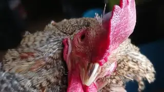How to Properly trim a Chickens beak.  #chickens  #rooster #disabled #samson