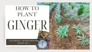 HOW TO PLANT GINGER... Calamansi Intercropping Series Ep. 1