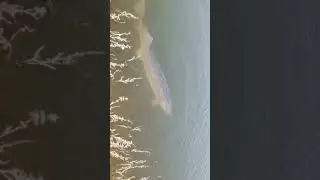#sorts А говорят рыбы нет в Волге #fishing