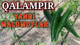Oltiariqda Issiqhonada QALAMPIR isitish moslamasi yoʻq tabiy quyosh energiyasi bilan yetishtiridi.