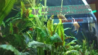 4K РЕЛАКС АКВАРИУМ-ТРАВНИК|PLANTED FRESHWATER AQUARIUM RELAX