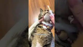 Never ignore this sign in your cat!