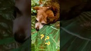 ИНТЕРЕСНО! О ЧЕМ ДУМАЮТ СОБАКИ???#shorts