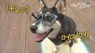 사칙연산을 하는 천재견이 있다?! 1+2는? 멍멍멍! | KBS 생생정보통 120920 방송