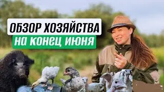 Rural News at the Krapivin Farm