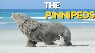 Fascinating facts about the seals, walruses, and sea lions