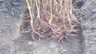 Саженцы плодовых от производителя