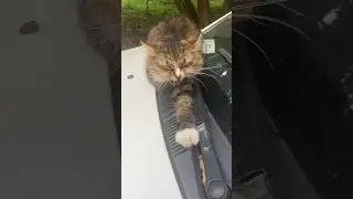 Котяра облюбовал мою машину