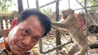 Found new pigtail troop of monkeys in my hometown nearby my house