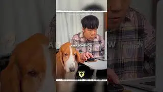 This Dog's Ears Can Do Everything 😂