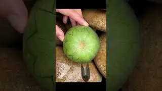 Masterful Melon Cutting: Slicing into Sweetness
