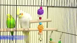Yaheetech Cage à Oiseaux 46 × 35,5 × 99 cm Portable 4 Mangeoires 3 Perchoirs Cage pour Perruche