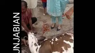 PAKISTANI WOMEN CAN SALUGHTER THE COW WITH OWN HANDS DURING EID UL AZHA