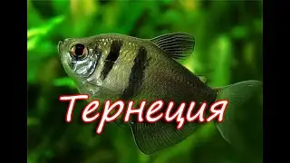 Аквариумная рыбка тернеция/4 основных правила содержания и ухода/