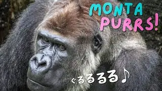 A silverback gorilla expresses his feeling.｜+ other primates｜CHIBA ZOO｜ゴリラの感情表現（喉鳴らし♪）｜霊長類他｜千葉市動物公園