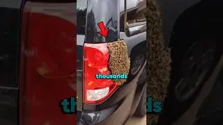 Why Are Thousands of Bees Covering This Car? 