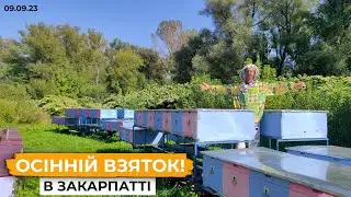 Початок Осінньго взятку. Горець Вейриха виділяє!