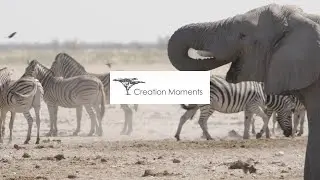 Air-Cooled Elephants