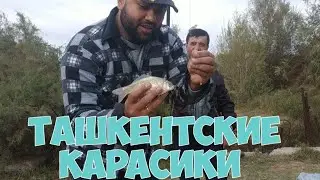 Ташкентские Карасики. Рыбалка Удалась!