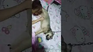 EPIC FAIL STASING DINAMBA ANG KETAI NI MAMISHISHI 😂😂😂 #dog #americanbully #comedy