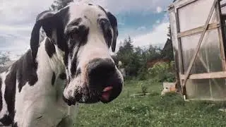 Лордик немецкий дог