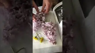 ☘️Как можно засушить растение☘️