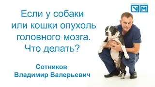 Если у собаки или кошки опухоль головного мозга что делать?