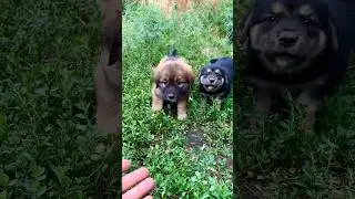 злая банда😃 #shortvideo #youtubeshorts #shortsvideo #собака #video
