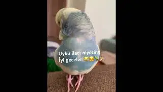 Bu kadar da tatlılık olur mu maşallah paşama🤲🦜🎉🤗💊