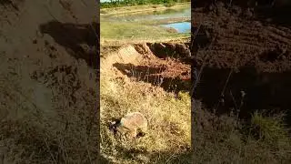 I am Agriculture Farming place 🙏 frienda