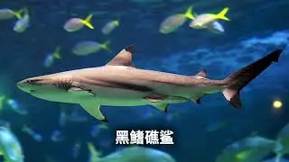 黑鳍礁鲨