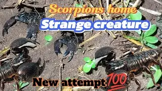 Scorpion 🦂 mining house | New attempt  நட்டுவாக்காலி சுரங்க வீடு