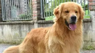 soufty golden retriever female very Sensible