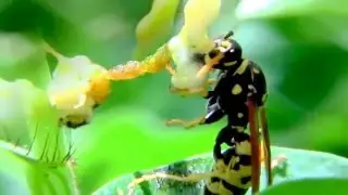 Polistes dominula- European Paper Wasp feeding on Grub
