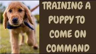 Training A Puppy To Come On Command