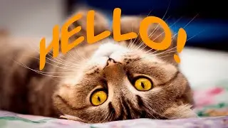 Funny animals 🥰 Cute cats 😜 Little dogs