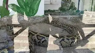 Boa Yılanı