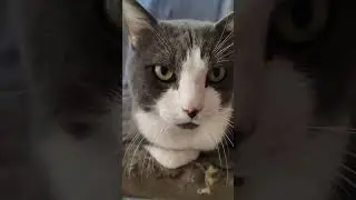 У нас нет собаки 😉