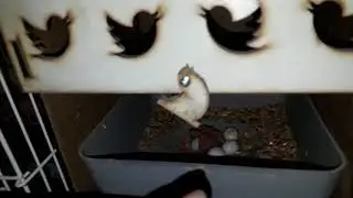 Kanarya yuvası nasıl olmalı