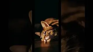 Мы вдвоём! Такое нельзя пропустить! НАРГИЗ 