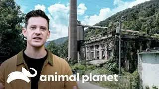 Equipe busca o Pé Grande em uma "cidade fantasma" | No Rastro do Pé-Grande | Animal Planet Brasil