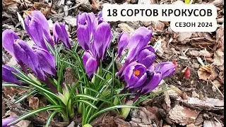 Crocuses - A Review of 18 Crocus Varieties, 2024 Season