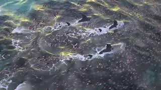 Shark and flock of fish | 
